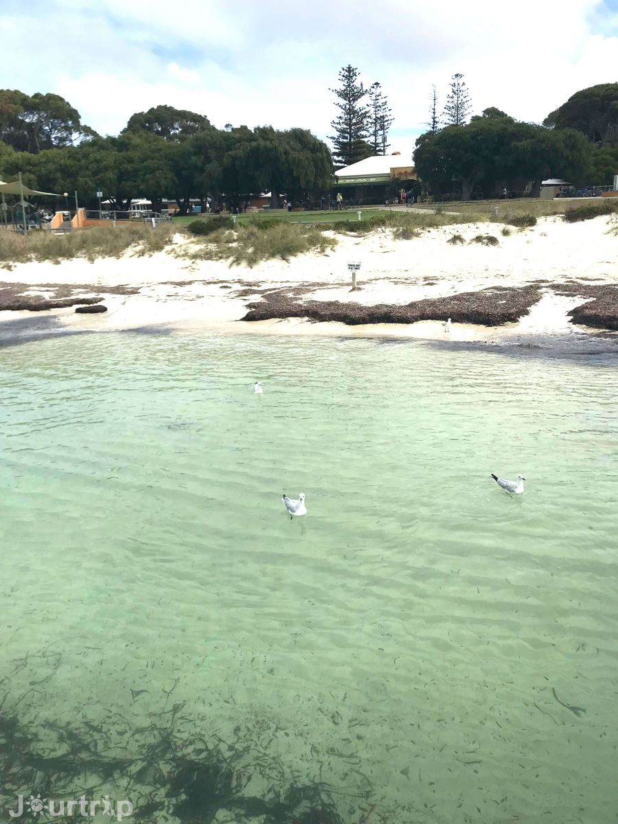 澳洲西澳羅特尼斯島