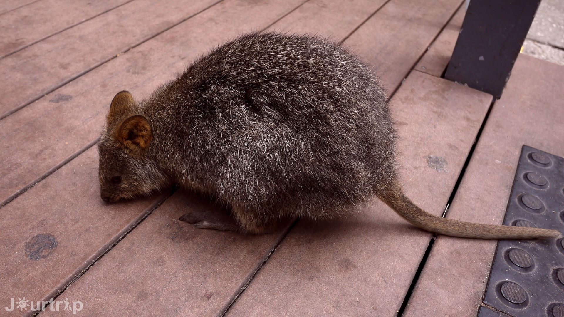 澳洲西澳Quokka