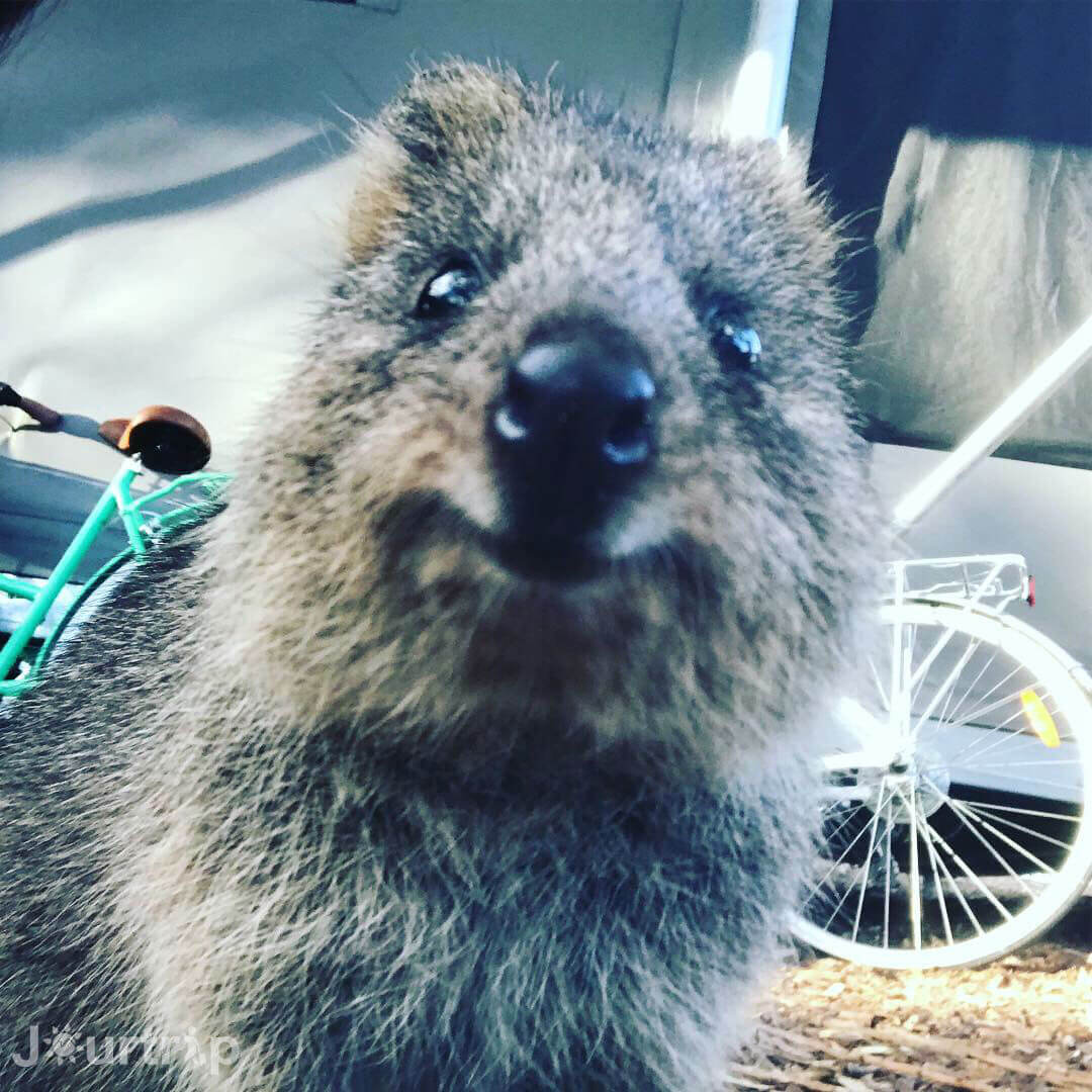 澳洲西澳Quokka