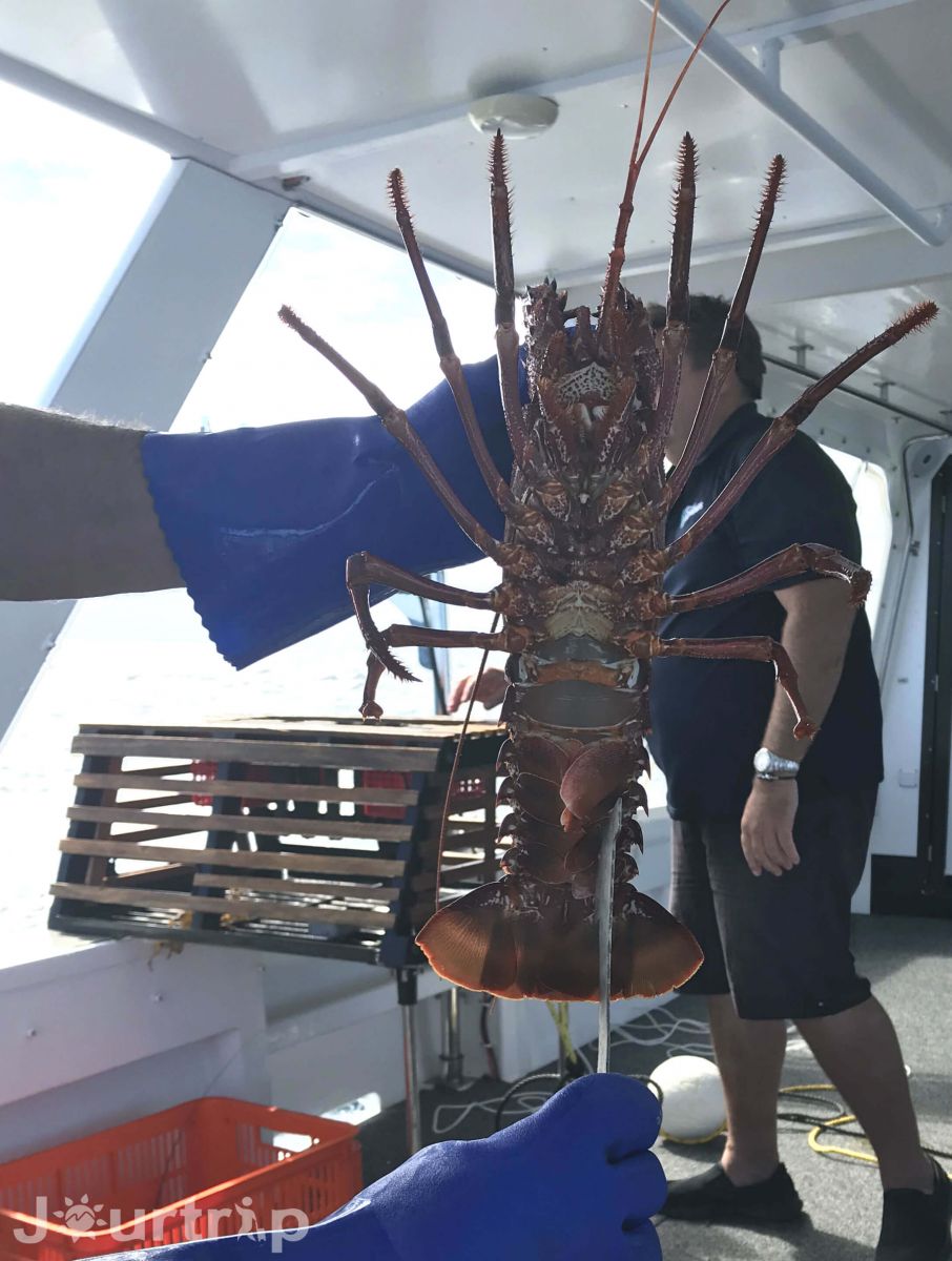 澳洲西澳羅特尼斯島捕龍蝦