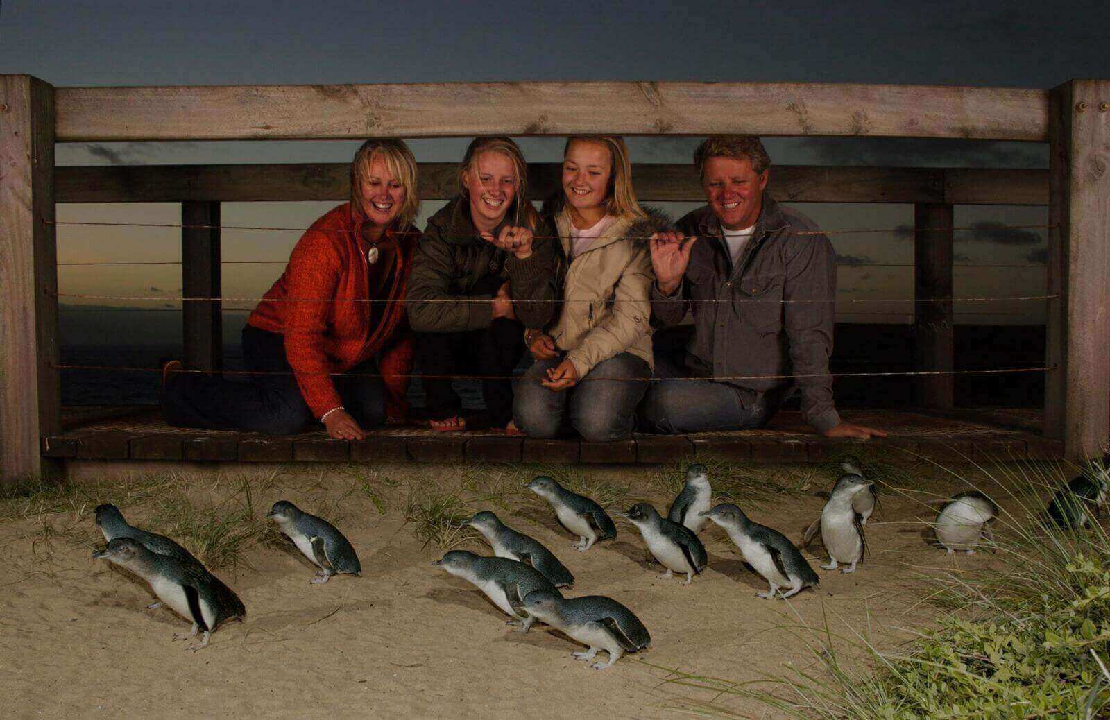 墨爾本菲利浦島企鵝遊行