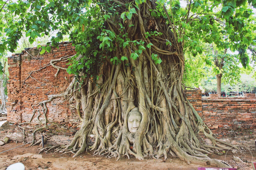 瑪哈泰寺 WAT MAHATHAT