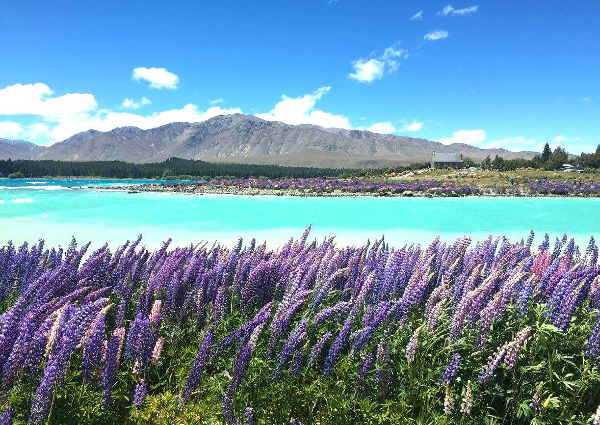 紐西蘭 Lake Tekapo