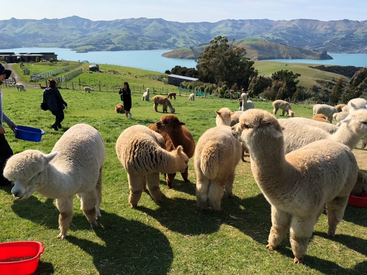 探索夢號岸上觀光