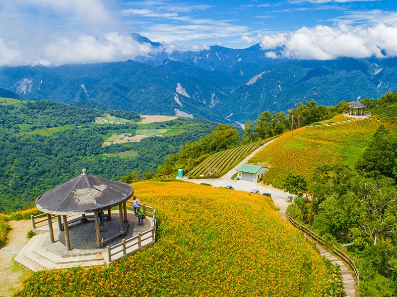 太麻里金針山休閒農業區